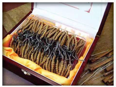 阿里冬虫夏草回收